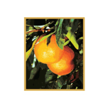 First Citrus Bank (FL) - Business logo